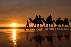 Camel safari - famous camel safari on Brooms Cable Beach at sunset with camels reflecting Camel safari - famous camel safari on Brooms Cable Beach at sunset with camels reflecting
