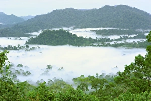 Canopy of lowland rainforest at dawn with fog - Danum Valley Conservation Area Canopy of lowland rainforest at dawn with fog - Danum Valley Conservation Area