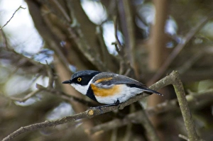 Cape Batis - Male perched in bush Cape Batis - Male perched in bush