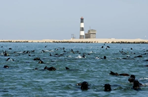 Cape Fur Seals - colony in the water and on the beach by Pelican Point Lighthouse Cape Fur Seals - colony in the water and on the beach by Pelican Point Lighthouse