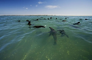 Cape Fur Seals - seal colony shown with members in the water and on the beach Cape Fur Seals - seal colony shown with members in the water and on the beach