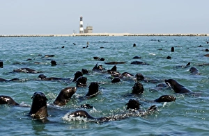 Cape Fur Seals - in the water near Pelican Point Lighthouse - the rest of the colony Cape Fur Seals - in the water near Pelican Point Lighthouse - the rest of the colony