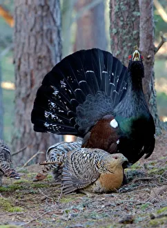 Capercaillie - male & hen displaying on Lek in old Caledonian pine forest Capercaillie - male & hen displaying on Lek in old Caledonian pine forest