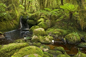 cascade in rainforest - small waterfall and brook meandering through lush moss cascade in rainforest - small waterfall and brook meandering through lush moss