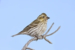 Cassin's Finch - female in winter Cassin's Finch - female in winter