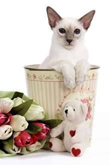 Cat - Balinese - Kitten in bin with teddy and flowers Cat - Balinese - Kitten in bin with teddy and flowers