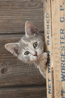 CAT - Kitten looking around the side of a wooden box CAT - Kitten looking around the side of a wooden box