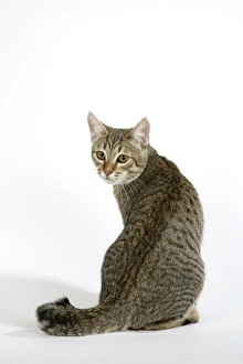 Cat - Pixie-Bob sitting looking around Cat - Pixie-Bob sitting looking around