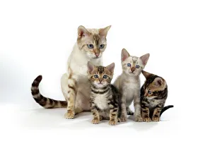 CAT - Snow Marble blue-eyed Bengal & kitten & Brown Marble blue-eyed Bengal kittens - 6 CAT - Snow Marble blue-eyed Bengal & kitten & Brown Marble blue-eyed Bengal kittens - 6