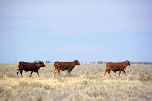 Cattle grazing - cattle on a totally dried out pasture in the Channel country in the Cattle grazing - cattle on a totally dried out pasture in the Channel country in the