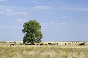 Cattle of Russian farmers grazes in steppe near Russia-Kazakhstan border Cattle of Russian farmers grazes in steppe near Russia-Kazakhstan border