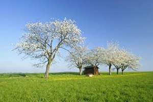 Cherry trees small cabin on a meadow with flowering cherry trees and dandelions Cherry trees small cabin on a meadow with flowering cherry trees and dandelions