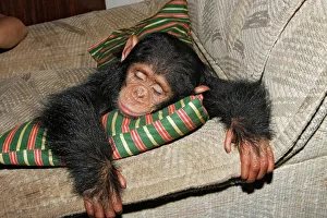 Chimpanzee Chimpanzee