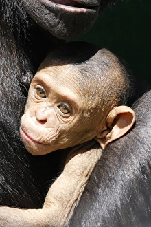 Chimpanzee - baby 4 weeks old Chimpanzee - baby 4 weeks old