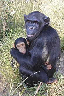 Chimpanzee - female with six week old baby Chimpanzee - female with six week old baby