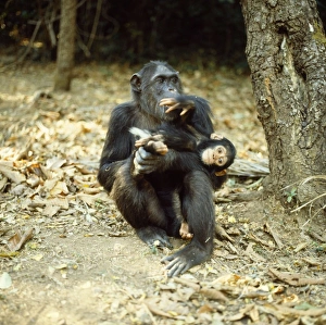 Chimpanzee - Fifi with one year old Ferdinand . Note white hair tuft around bottom of Chimpanzee - Fifi with one year old Ferdinand . Note white hair tuft around bottom of