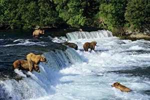 Coastal Grizzlies or Alaskan Brown Bears - fishing for salmon at Brooks Falls Coastal Grizzlies or Alaskan Brown Bears - fishing for salmon at Brooks Falls