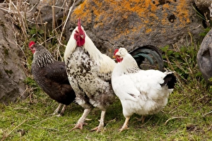 Cockerel and hens in smallholding in Kazbegi village, high in the Great Caucasus Cockerel and hens in smallholding in Kazbegi village, high in the Great Caucasus