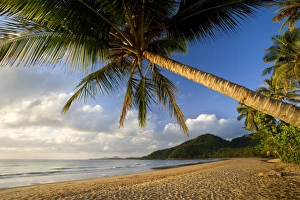 Coconut palm - coconut palms grow on a white dream beach in tropical Queensland Coconut palm - coconut palms grow on a white dream beach in tropical Queensland