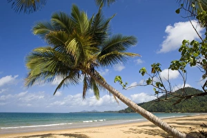 Coconut palm - a single coconut palm grows on a white beach in tropical Queensland Coconut palm - a single coconut palm grows on a white beach in tropical Queensland