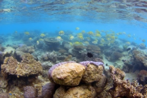 Colourful Reef fish - school of colourful yellow striped coral fish swims above corals in Colourful Reef fish - school of colourful yellow striped coral fish swims above corals in