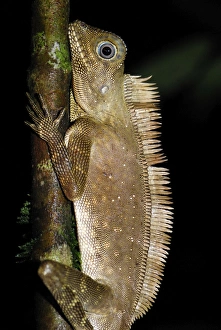 Comb crested forest lizard / Comb crested Agamid / Dragon Comb crested forest lizard / Comb crested Agamid / Dragon