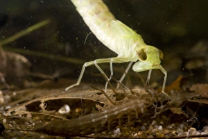 Common Hawker Dragonfly larva - shortly after shedding skin - shed skin in foreground Common Hawker Dragonfly larva - shortly after shedding skin - shed skin in foreground