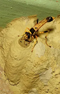 Common mud-dauber wasp - female closing a cell in which she has laid one or more eggs Common mud-dauber wasp - female closing a cell in which she has laid one or more eggs