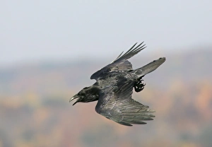 Common Raven - Ravens are found mainly in mountainous areas but have been expanding their Common Raven - Ravens are found mainly in mountainous areas but have been expanding their