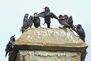 Common Starling - flock squabbling on chimmney pot Common Starling - flock squabbling on chimmney pot