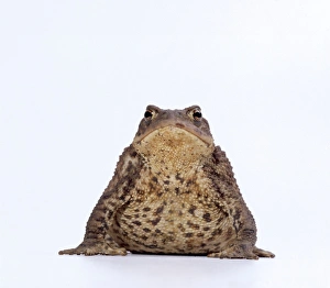 COMMON TOAD - studio COMMON TOAD - studio