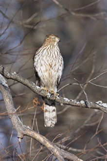 Cooper's Hawk - immature in first winter Cooper's Hawk - immature in first winter