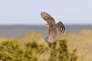 Cooper's Hawk - immature in flight - during fall migration in October at Cape Cooper's Hawk - immature in flight - during fall migration in October at Cape