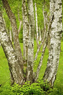 Coppiced Downy Birch trunks in Laelatu Wooded Meadow Coppiced Downy Birch trunks in Laelatu Wooded Meadow