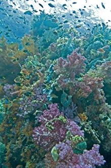 Coral reef scene on a healthy reef - with Soft and Hard Corals, Ascidians Coral reef scene on a healthy reef - with Soft and Hard Corals, Ascidians