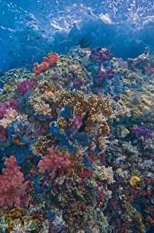 Coral reef scene - rich tropical reef with Sponges, Ascidians, Soft and Hard Corals Coral reef scene - rich tropical reef with Sponges, Ascidians, Soft and Hard Corals