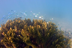 Coral reef - sunrays reach colourful corals and little reef fish during a snorkel at Coral reef - sunrays reach colourful corals and little reef fish during a snorkel at