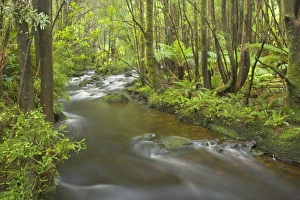 Creek in temperate rainforest - magnificent Nelson Falls creek meanders through lush Creek in temperate rainforest - magnificent Nelson Falls creek meanders through lush