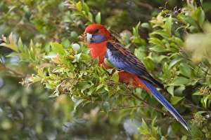 Crimson Rosella - adult sits in a tree in lush subtropical rainforest Crimson Rosella - adult sits in a tree in lush subtropical rainforest