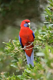 Crimson Rosella - adult sits on a twig in lush subtropical rainforest Crimson Rosella - adult sits on a twig in lush subtropical rainforest
