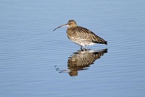 Curlew - resting in sea at low tide - autumn Curlew - resting in sea at low tide - autumn