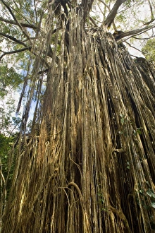 Curtain Fig Tree - after the host tree fell over, a dense curtain of air roots formed at Curtain Fig Tree - after the host tree fell over, a dense curtain of air roots formed at