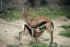 Cuvier's gazelle - female with Infant suckling. Also known as: Atlas gazelle and mountain gazelle Cuvier's gazelle - female with Infant suckling. Also known as: Atlas gazelle and mountain gazelle