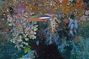 Dark-banded / Neon / Bluestreak Fusilier - Red phase - in coral Dark-banded / Neon / Bluestreak Fusilier - Red phase - in coral