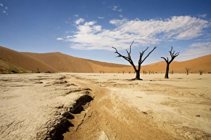 Dead Trees In Dead Vlei - Dead trees with red dunes and a dried white clay floor Dead Trees In Dead Vlei - Dead trees with red dunes and a dried white clay floor