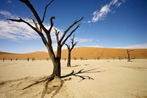 Dead Trees In Dead Vlei - wide angle image of a dead tree casting a strong shadow Dead Trees In Dead Vlei - wide angle image of a dead tree casting a strong shadow