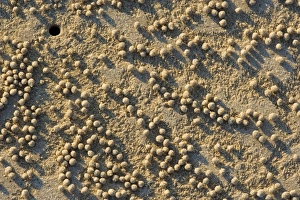 decorated crab home - beach crabs dig holes into the sand soon after the water recedes decorated crab home - beach crabs dig holes into the sand soon after the water recedes