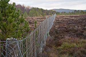 Deer Fence - Excludes deer from left of fence to allow forest trees to establish Deer Fence - Excludes deer from left of fence to allow forest trees to establish