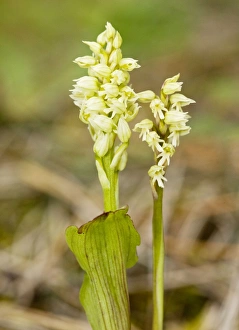 Dense-flowered Orchids / Mediterranean Orchid Dense-flowered Orchids / Mediterranean Orchid