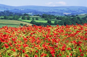 Devon - rolling landscape of fields and woodland with foreground rich crop of poppies Devon - rolling landscape of fields and woodland with foreground rich crop of poppies